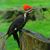 Cynthia E Harden's profile image