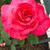 Gail Collins-Grau's profile image