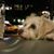 Sheila Jaffe's profile image