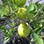 Iain Chilli Mack's profile image