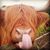 David Forbes Smillie's profile image