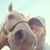 Alison Panton Geake's profile image