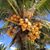 Veronica Urrea's profile image