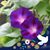 Elaine Plummer's profile image