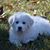 Angela Bossi's profile image