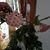 Pam Kolb's profile image