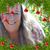 Lisa Barnes Lambrecht's profile image