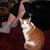 JoAnn Green's profile image