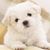 Rowena Cruz Zotomayor's profile image