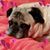 Debbie Chicoine's profile image