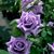 Debra Portman-Janney's profile image