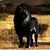 Jamel Frank's profile image