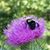 Michele Michura Thrun's profile image