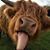 Jody Logsdon Mikolajski's profile image