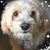 Deb Goeglein Carrasco's profile image