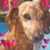 Sharon Mantell's profile image