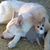 Chris Caronia's profile image