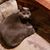 Tina Isenring's profile image