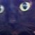Jean Ziller's profile image