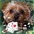 Linda Gencarelli's profile image