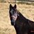 Marion Rhea Pennington's profile image