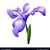 Iris M Arévalo's profile image