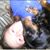 Karissa Sights's profile image
