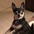 Nicolletta Pfeiffer's profile image