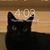Steve Murphy's profile image