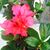 Azalia Rubio's profile image