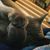 Melissa Wright Hetherington's profile image