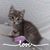 Malorie Steiger's profile image