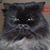 Joanne Colonna's profile image