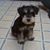 Elizabeth Gladson Chesser's profile image