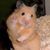 Nicole Guerra's profile image