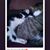 Tonya Lewis's profile image
