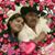 Amada Rodriguez's profile image