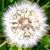 Cambria Goodman Jones's profile image