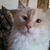 Cin Thompson's profile image