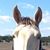 Christina Sorensen's profile image