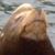 Sherry Bishop's profile image