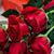 Rivera Millan Lupita's profile image