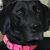 Debbie Trimmer's profile image