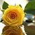 Angel Timmer's profile image