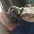 Shane McNeal's profile image