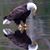 G Scott Furbish's profile image