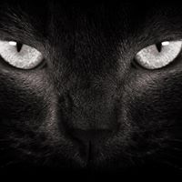 Hussam Akkari's profile image