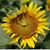 Janice Whittle's profile image