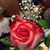 Sarah Farrell's profile image