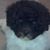 Dee Bunker Pulkkinen's profile image
